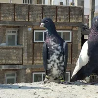 خوشرنگ سیاه گلدار|پرنده|مرودشت, استادیوم‎|دیوار