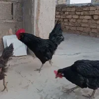 تخم مرغ نطفه دار|حیوانات مزرعه|فلاورجان, |دیوار