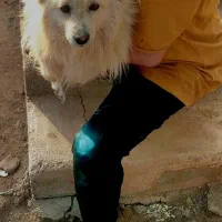 سگ فروشی