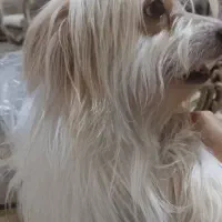 واگذاری سگ|سگ|بندرعباس, |دیوار