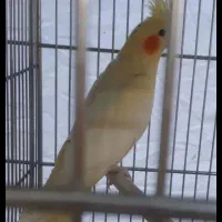 عروس هلندی مولد|پرنده|بروجن, |دیوار