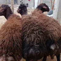 سه راس بره نر غزل افشاری اصیل برای قربانی یا داشتی