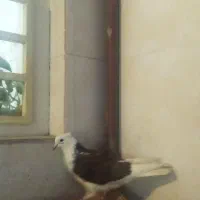 کفتر پشتی سرخ