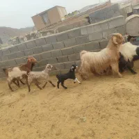 فروش بز کهره دار درجه یک جوان|حیوانات مزرعه|پاسارگاد, |دیوار