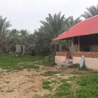 باغ نخل تفریحی روسای کدایی