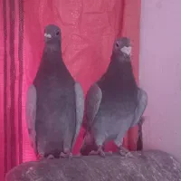 یک جفت نروماده لایی و بورمگس با چهارتا جوجه