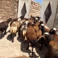 گوسفندمیش افشارپلنگی
