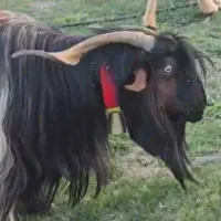 دوبر تگه  بز میش بره