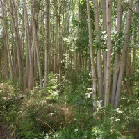 درخت کبوده|گل و گیاه طبیعی|بابا حیدر, |دیوار