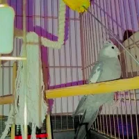 عروس هلندی نر با قفس|پرنده|هشتگرد, هشتگرد قدیم|دیوار