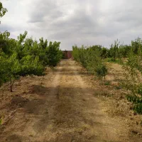 باغ کشاورزی طرح همت آباد 1260 متری|فروش دفتر صنعتی، کشاورزی، تجاری|زاینده رود, |دیوار