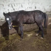 کره اسب نر یک ساله ورزشی