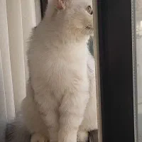 بریتیش سیلور اصیل|گربه|کرج, باغستان|دیوار