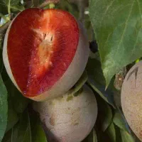 فروش نهال آلو خاکی