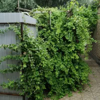 سوئیت در سمنان امکانات کامل محیطی آرام و با صفا|اجارهٔ کوتاه‌مدت آپارتمان و سوئیت|سمنان, |دیوار