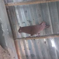 کفتر|پرنده|مشهد, تلگرد|دیوار