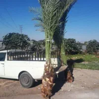 درخت خرما|خدمات باغبانی و درختکاری|یزد, |دیوار
