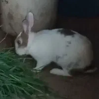 خرگوش|موش و خرگوش|بابل, |دیوار