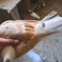 کربلایی هفترنگ طوقی آبی