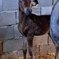کره نریان ۶ ماه باشجره عالی