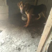 دورگه ژرمن نگهبان عالی باغ و منزل