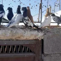 16عددکفتر بهبهونی هوایی|پرنده|رونیز, |دیوار