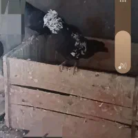 فروش کفتر نر