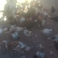 مرغ و خروس و بوقلمون محلی|حیوانات مزرعه|کوزران, |دیوار