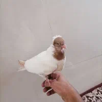 کفتر