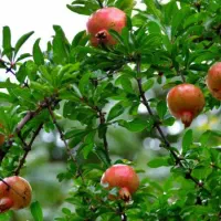 باغ انار با کاربری مسکونی اشکذر ( توافقی )