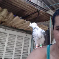 کبوتر‌گمشده|پرنده|تهران, مطهری|دیوار