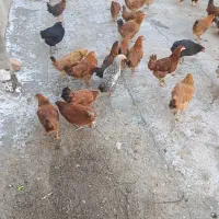 مرغ جوان 5 ماهه|حیوانات مزرعه|محمدشهر, محمدشهر|دیوار