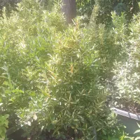 گلکده علی|گل و گیاه طبیعی|چابکسر, |دیوار