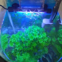 آکواریوم خم با پمپ و تعدادی ماهی