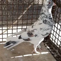 کفتر نر پلنگ|پرنده|محمدشهر, محمدشهر|دیوار