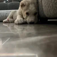 آلابای اصل|سگ|رودهن, |دیوار