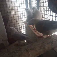 کبوتر|پرنده|بم, |دیوار