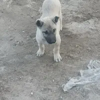 توله نر اصیل