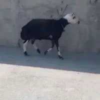 بره|حیوانات مزرعه|بروجرد, |دیوار