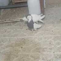 ماده طوقی سیاه