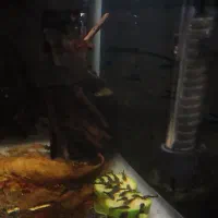 کت فیش پوزه بوته ای