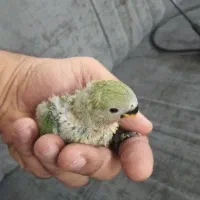 برزیلی سرلاکی هلویی