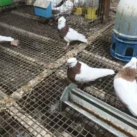 یک جفت طوق سرخ|پرنده|کرخه, |دیوار