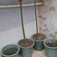گیاه سنبل تخم کرده|گل و گیاه طبیعی|گرگان, |دیوار