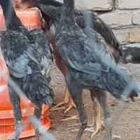 تخم مرغ لاری|حیوانات مزرعه|قزوین, |دیوار