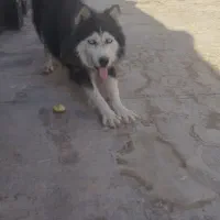 هاسکی اصیل|سگ|مشهد, طبرسی شمالی|دیوار