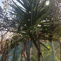 گل یوکا  در اندازه های مختلف|گل و گیاه طبیعی|لیسار, |دیوار