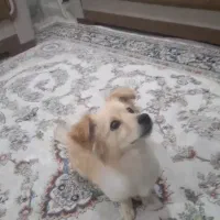 سگه حرف گوش کون بازیگوش