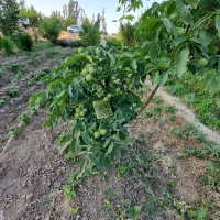 نهال گردو با درآمد بالا|خدمات باغبانی و درختکاری|بادرود, |دیوار