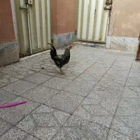 خروس گلین،پنگونی|حیوانات مزرعه|بروجرد, |دیوار